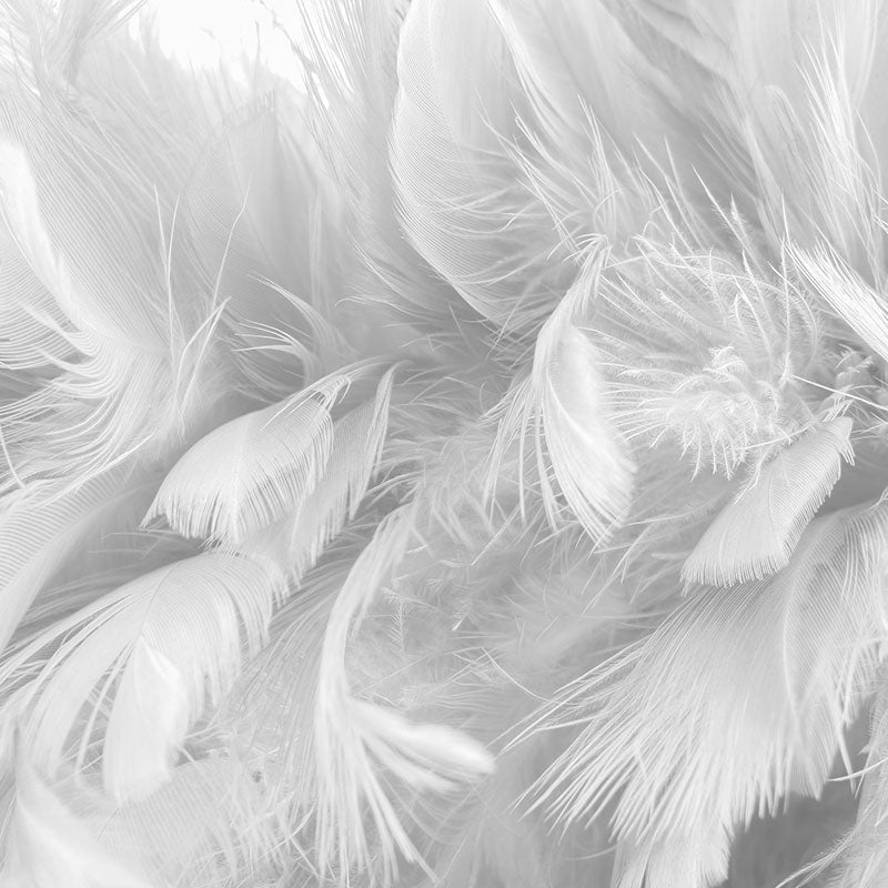 Bandhini Design House Cushion Insert